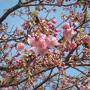 河津桜まつり。徒歩で峰温泉大噴湯公園や原木、来宮神社をまわりました。