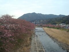 豊泉橋からの景色。
もう少し開花が進んでいればもっときれいだったと思います。