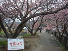 さらに5分程歩くと、音蔵の桜と書かれた看板がありました。
夜はライトアップするそうです。