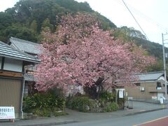 峰小橋から20分程歩き、河津桜原木へ到着しました。