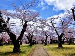 この公園の桜久々見られて嬉しい♪

それにしても静か。。だーれもいない