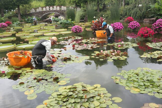 水上の 妖精 を探しに 草津 みずの森 草津 滋賀 滋賀県 の旅行記 ブログ By Yokoさん フォートラベル