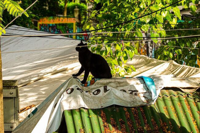 屋根の上で、リスを狙っている黒猫ちゃん