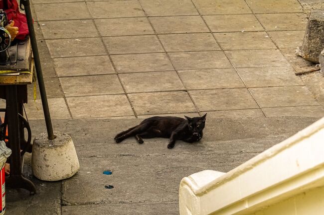 路地でリラックスしている黒猫ちゃん