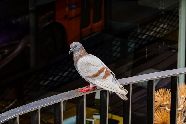 全然逃げない鳩
