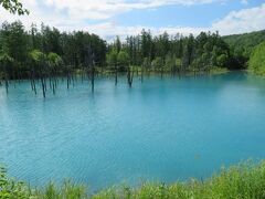 白金　青い池

目に飛び込んできたコバルトブルーの池。
実は青い池は天然のものではないんだそう。
1988年12月の十勝岳の噴火に伴い、火山泥流を防ぐための防災対策として、美瑛川本流にいくつかブロック堰堤（小規模なダムのようなもの）が作られました。

そこに偶然、川の水がたまってできたのが青い池なんだそう。