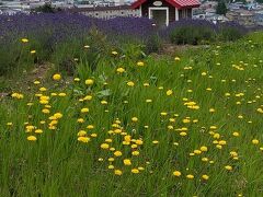 日の出公園・日の出ラベンダー園

赤い屋根の家の中を覗いてみましたが、蜘蛛の巣がすごかったです。