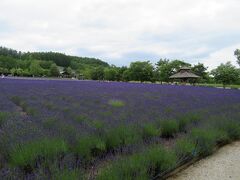 ファーム富田

気温は暑いけど、風はさわやか。湿度が地元に比べて低いせいか暑いけど過ごしやすかったです。