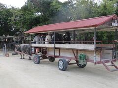 竹富島内を巡る水牛車に乗ります。