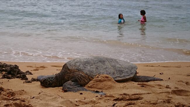 ウミガメもいました～