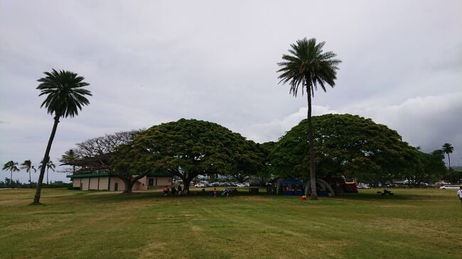 日立のこの木なんの木～！<br />いくつもあるんですね！