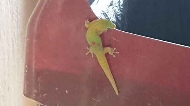 会えると願い事が叶うトカゲらしい！<br />会えた！(笑)