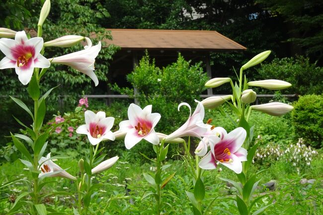 馬場花木園散歩 ６月の花 ３３種 ２０２１年 鶴見 神奈川県 の旅行記 ブログ By Takeおじさん フォートラベル