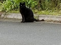 まずは桜ノ宮公園へ
おっニャンコさんと遭遇
ガン無視されてやっとの思いで
お顔を撮れました(^^;