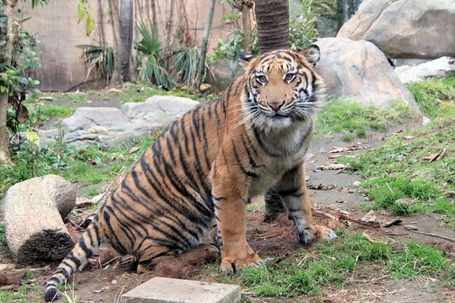 仙台レッサーパンダの赤ちゃん遠征2日間 4 八木山動物園 2 大はしゃぎのトラさんクマさん 新顔もいた大型猛獣たちとアフリカ園 仙台 宮城県 の旅行記 ブログ By まみさん フォートラベル 仙台レッサーパンダの赤ちゃん遠征2日間 4 八木山動物園 2 大はしゃぎのトラさんクマさん 新顔もいた大型猛獣たちとアフリカ園 仙台 宮城県 の旅行記 ブログ By まみさん フォートラベル