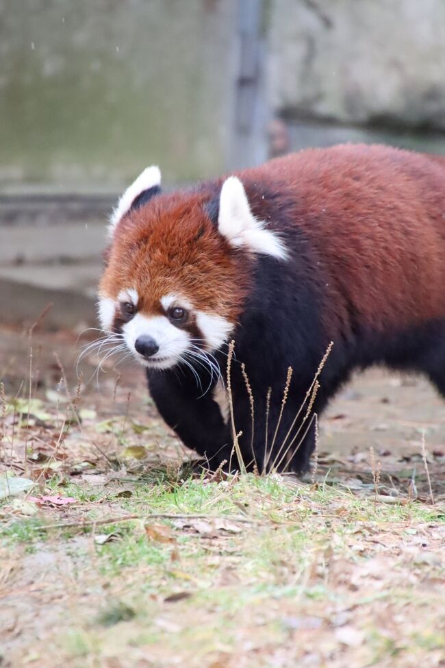 仙台レッサーパンダの赤ちゃん遠征2日間(6)八木山動物園(4 仙台レッサーパンダの赤ちゃん遠征2日間(6)八木山動物園(4