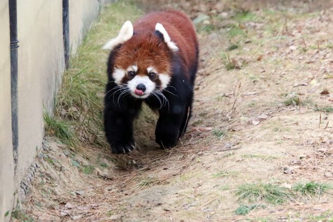 仙台レッサーパンダの赤ちゃん遠征2日間（6）八木山動物園（4