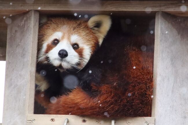 仙台レッサーパンダの赤ちゃん遠征2日間(6)八木山動物園(4 仙台レッサーパンダの赤ちゃん遠征2日間(6)八木山動物園(4