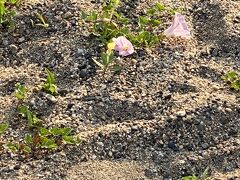 やはり足跡が目に残る…。