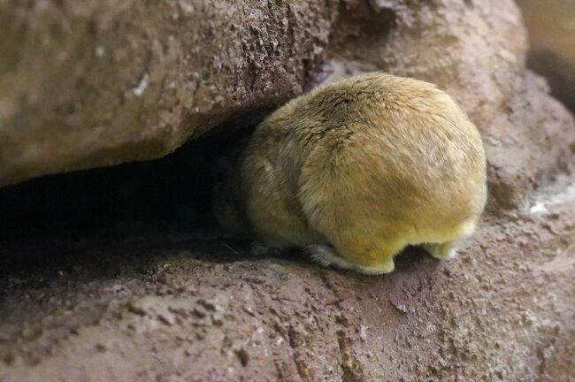 おさんぽ動物園ログ】埼玉県こども動物自然公園 2020年2月』東松山(埼玉県)の旅行記・ブログ by しろんさん【フォートラベル】 おさんぽ動物園ログ】埼玉県こども動物自然公園 2020年2月』東松山(埼玉県)の旅行記・ブログ by しろんさん【フォートラベル】