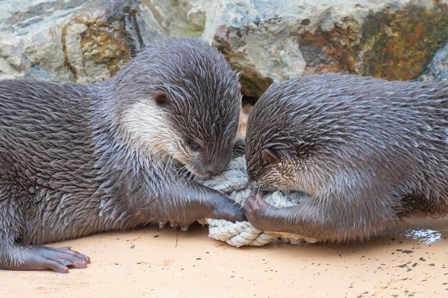 おさんぽ動物園ログ】埼玉県こども動物自然公園 2020年2月』東松山(埼玉県)の旅行記・ブログ by しろんさん【フォートラベル】 おさんぽ動物園ログ】埼玉県こども動物自然公園 2020年2月』東松山(埼玉県)の旅行記・ブログ by しろんさん【フォートラベル】