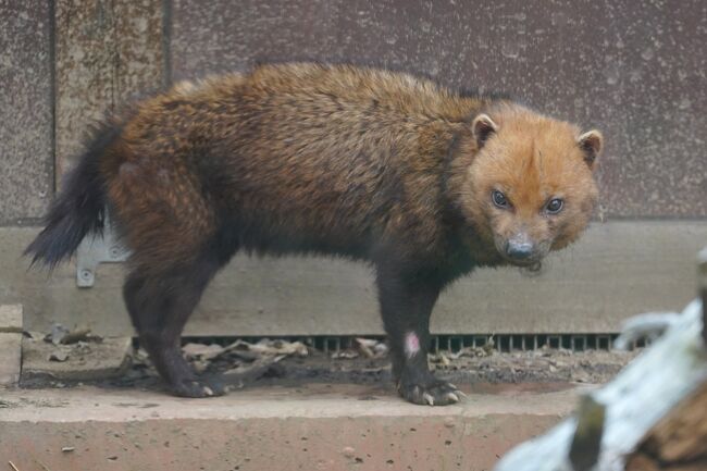 おさんぽ動物園ログ】埼玉県こども動物自然公園 2020年2月』東松山(埼玉県)の旅行記・ブログ by しろんさん【フォートラベル】 おさんぽ動物園ログ】埼玉県こども動物自然公園 2020年2月』東松山(埼玉県)の旅行記・ブログ by しろんさん【フォートラベル】