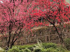 礫川公園　（3月29日）　
この日はちょっと曇りがちな空模様でした。

小石川台地の東端に造られた公園で、東京メトロ丸ノ内線「後楽園」駅の北側。中央大学と文京シビックセンターの間に位置しており、周辺には小石川後楽園、東京ドームなどがある人気のエリアです。
かつてこの一帯は軍用地だったところで、戦後、都営住宅・中央大学・戦没者慰霊堂・公園用地に分割されて出来たという文京区の公園です。
