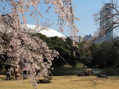 小石川後楽園の枝垂れ桜
背景に見えるのは東京ドームと東京ドームホテル

