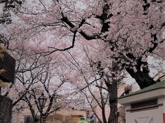 天心公園のソメイヨシノもきれいに咲きました♪
