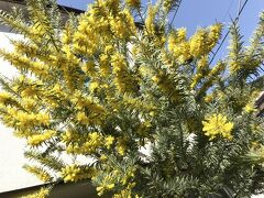 千駄木の路地にさりげなく咲くミモザ
ミモザの花の雰囲気が好きで、かつては庭に植えたいと思いましたが、結構大きな木になるみたいなので諦めて、毎年このミモザを拝見させて頂いています♪
