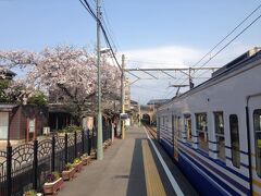 三国港駅にて桜とともに。降り立つのは23年ぶりだ。