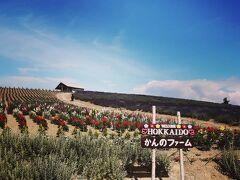 そして美瑛への帰り道に立ち寄った、かんのファーム
ここも同様のラベンダー風景。
お花畑を見ていると、ついつい自宅にも植えたくなって、花の種を購入。