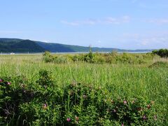 原生花園と言っても、どこからどこまでという訳ではなく、海岸近くの海跡湖などの周囲に広がっているので、北オホーツクの海岸部ではどこも原生花園のようなものかもしれない。
能取原生花園もそのような感じで、実際には、湖口の能取半島側が一番の見どころらしいことは後で知った。