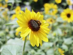 山下公園の「ひまわり畑」