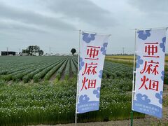 ★７月３日★

ここは、当別町。
ここの「亜麻畑」の存在を知ったのはいつだろう…
もう何年も、行こうとしてなかなかタイミングよく満開の時期に行けずにいました。

が、今年はなんとか行けそう？
と言うことで5回目訪問の上野ファームに行く前に立ち寄ります。

場所は、当別町東浦地区。
連作はできないらしく、毎年畑の場所が違うそうですが、この旗が目印？
本当は「亜麻祭り」なるイベントがあるみたいですが、昨年今年とコロナのため中止です。

※　位置情報が出てこなくて、近くの最寄り駅「北海道医療大学駅」を記し付けしました。