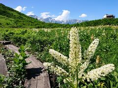 まだ余裕はあったので、先ほどの鎌池湿原を回ります。