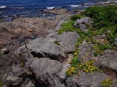 岬の突端の方へ行くと、岩場に黄色い花が咲いていた。