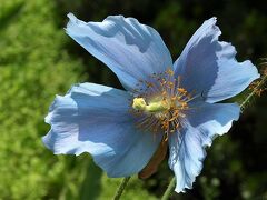百合が原公園へ直行。
青い芥子が咲いているのは有料エリア。
勇んで入口を入るとすぐそこに咲いていましたが・・・
なんとかきれいに撮れたのはこの一輪だけ。

＜ヒマラヤの青い芥子（メコノプシス）＞
メコノプシス属（ケシ目ケシ科の属の一つ）
ヒマラヤ山脈などの標高３０００ー５０００メートルの高山地帯にしか自生しないメコノプシスという珍しい青い芥子、通称「ヒマラヤの青い芥子」
透明感のある天然の青色が愛好家に人気で、冷涼な気候でなければ育たず、専門家でもきちんと花を咲かせるのは難しいということです。

