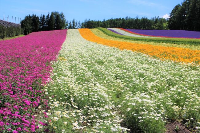★美瑛・富田ファームの花畑・肉筆油彩画・F6 限定セール ☆美瑛・富田ファームの花畑・谷村一男肉筆油彩画