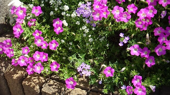 陽春園植物場とアイアイパークの花屋さんをハシゴしてきました その1 宝塚 兵庫県 の旅行記 ブログ By Hn11さん フォートラベル 陽春園植物場とアイアイパークの花屋さんをハシゴしてきました その1 宝塚 兵庫県 の旅行記 ブログ By Hn11さん フォートラベル