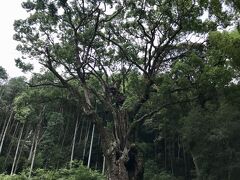 武雄神社の御神木大楠。柵で囲まれていて近づく事はできませんが、根元の肥大した部分は12畳の広さを持った洞となっていて、中には天神様の石祠が祀られているそうです。
