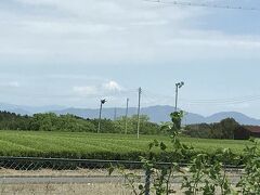 焼津に向かう高速道路の牧之原辺り・・茶畑の向こうに富士山が見えます（冬期）