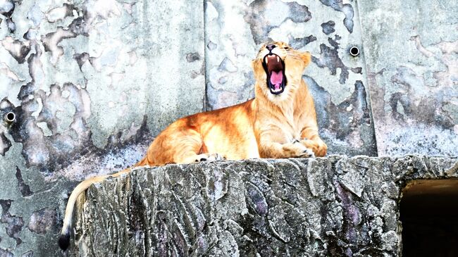 ライオンのお母ちゃん大あくび。