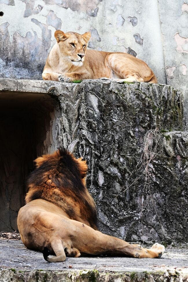 「大あくびしとったの~」「うちはしとらんけん」