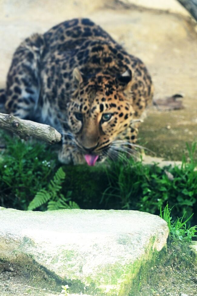 「わしも見たで」