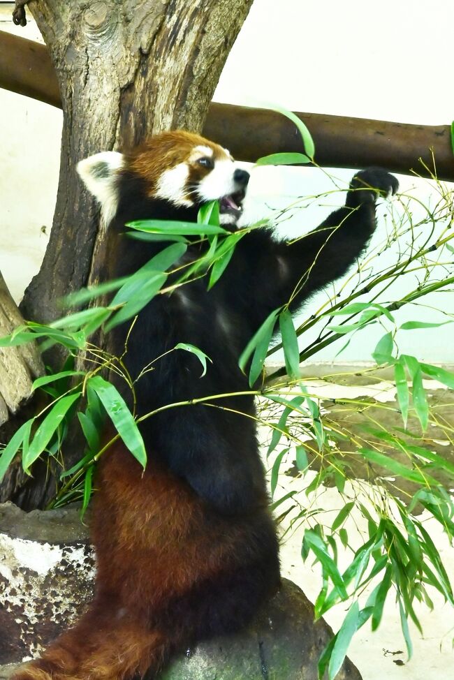 室内展示場は双子のお母ちゃんヨウヨウです。カカとププの世話からは解放です。