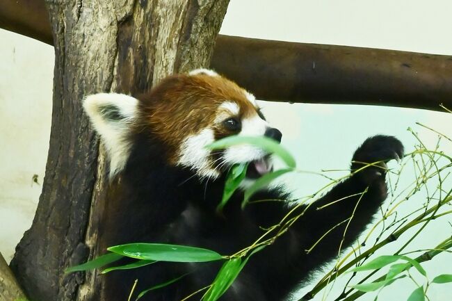 以前は少しやつれて見えましたが、子供から手が離れ色つやが良くなった感じです。