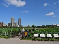 今年もやってきました。

不忍池2021年夏！

ここにきた旅行記も３本目。
とくに毎回同じような感じなので、復習の必要なしで良いと思います。

はじめて来たのは２０１７年だったんだね。