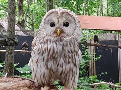 定山渓温泉から車で数分の所にある「ノースサファリサッポロ」は、手の届く距離で動物を見たり触れ合ったりできるのが魅力。
デンジャラスの森にいるフクロウは、触れ合える子もいる。