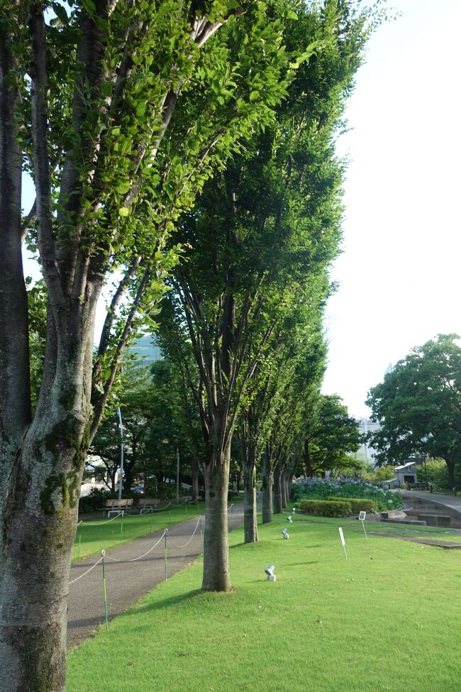 並木があるお庭を散歩。<br />一瞬だけ北海道みたい！って錯覚しちゃったw